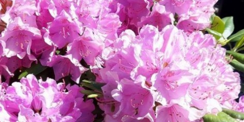 Rhododendron roseum elegans: opis, zimska otpornost, sadnja, fotografija